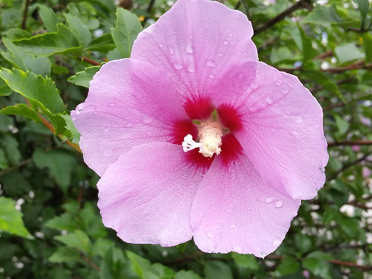 Rose of sharon, ziedi, Korejas Republikas Krizantēmas
