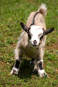 vaikas, Jauni gyvuliai, ožkos, naminių ožkų, mielas, gyvulių, gyvūnų pasaulis