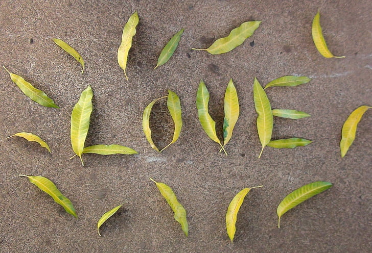szerelem, levelek, Mango levelek, romantikus, design, levél, természet