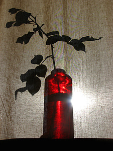 cortina, florero de, rojo, luz, sombra, con velo, cubierta