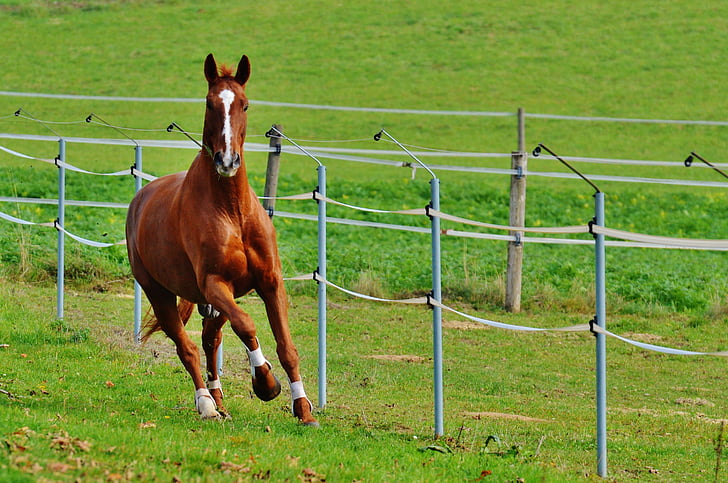 arklys, gyvūnų, važinėti, Reiterhof, rudos spalvos, mova, pieva