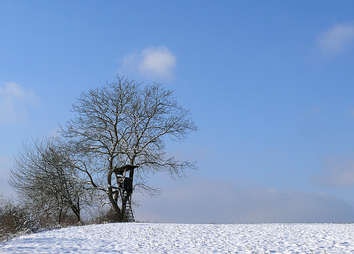 zimowe, drzewa, śnieg, drzewek na zimę, chłodny, zimno, Natura