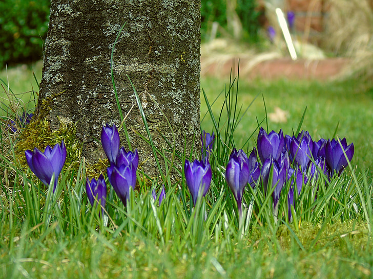 Šafrán, modrá, zahrada, jaro, květ, fialová, květiny