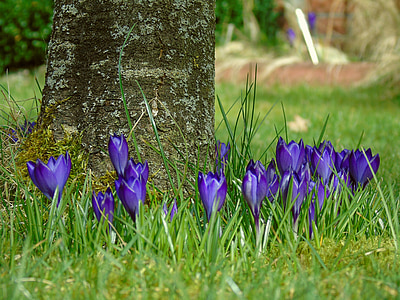 Crocus, azul, jardín, primavera, flor, púrpura, flores