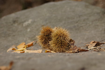 efterår, Chestnut, stikkende, blade, kastanjeblade, Spur, oktober