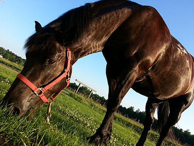 horse, horseback, riding, animal, eating, grass