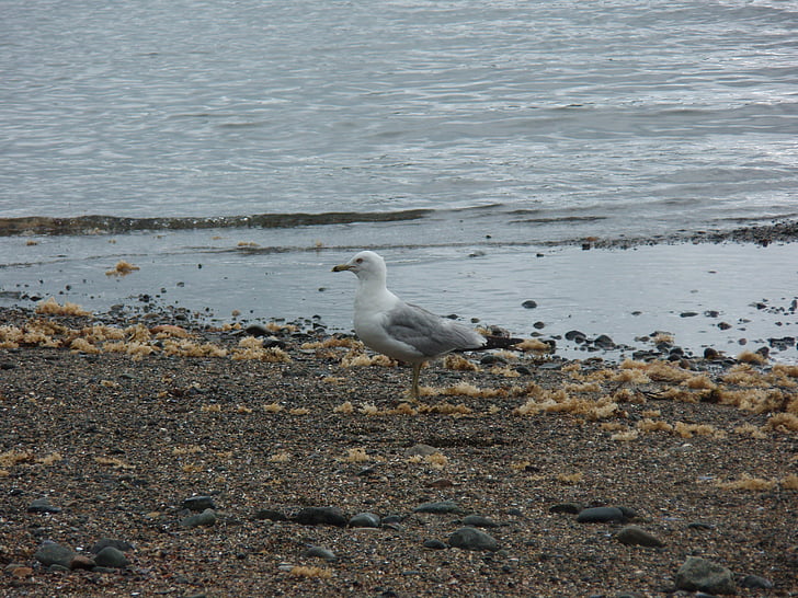 seagull, beach, water, ocean, seashore, sand, coast