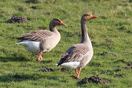 greylag goose, anser anser, goose, field goose, bird, animal, wild goose