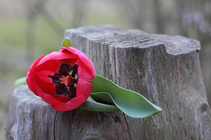 Tulip, flor, primavera, naturaleza, rojo, flor, floración