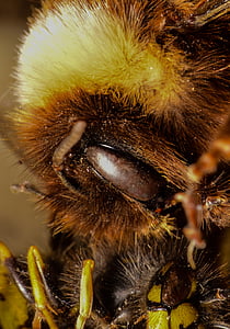 꿀벌, 깡패, 말 벌, 곤충, 자연, 동물, 매크로