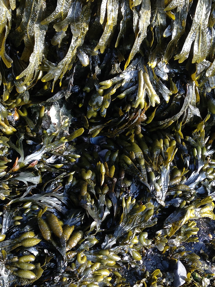 seaweed, aquatic plants, sea, close, slimy, glibbrig, full frame