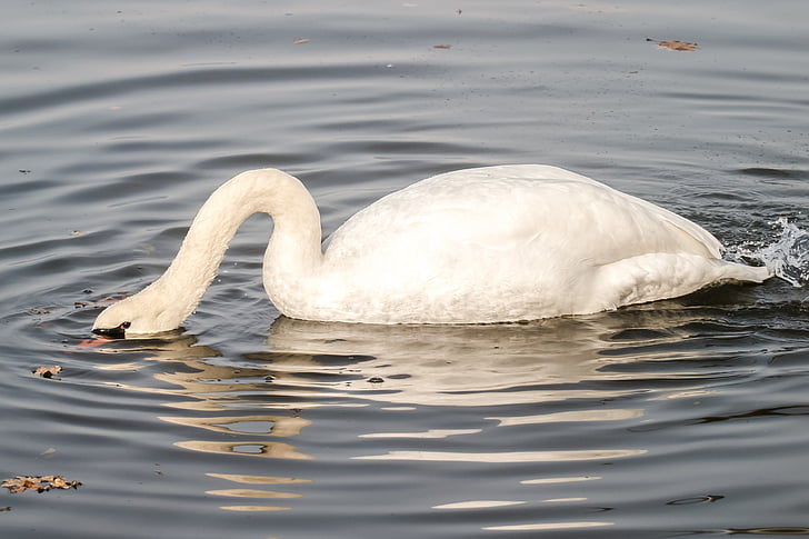 mute swan, swan, bird, water bird, nature, animal