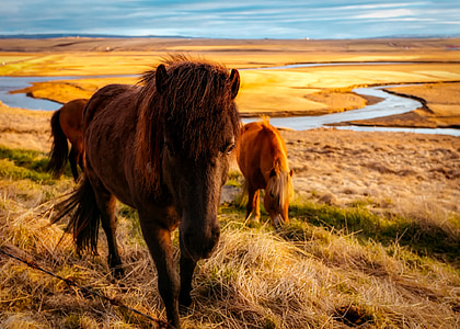 Izland, lovak, állomány, állatok, táj, fjord, patak