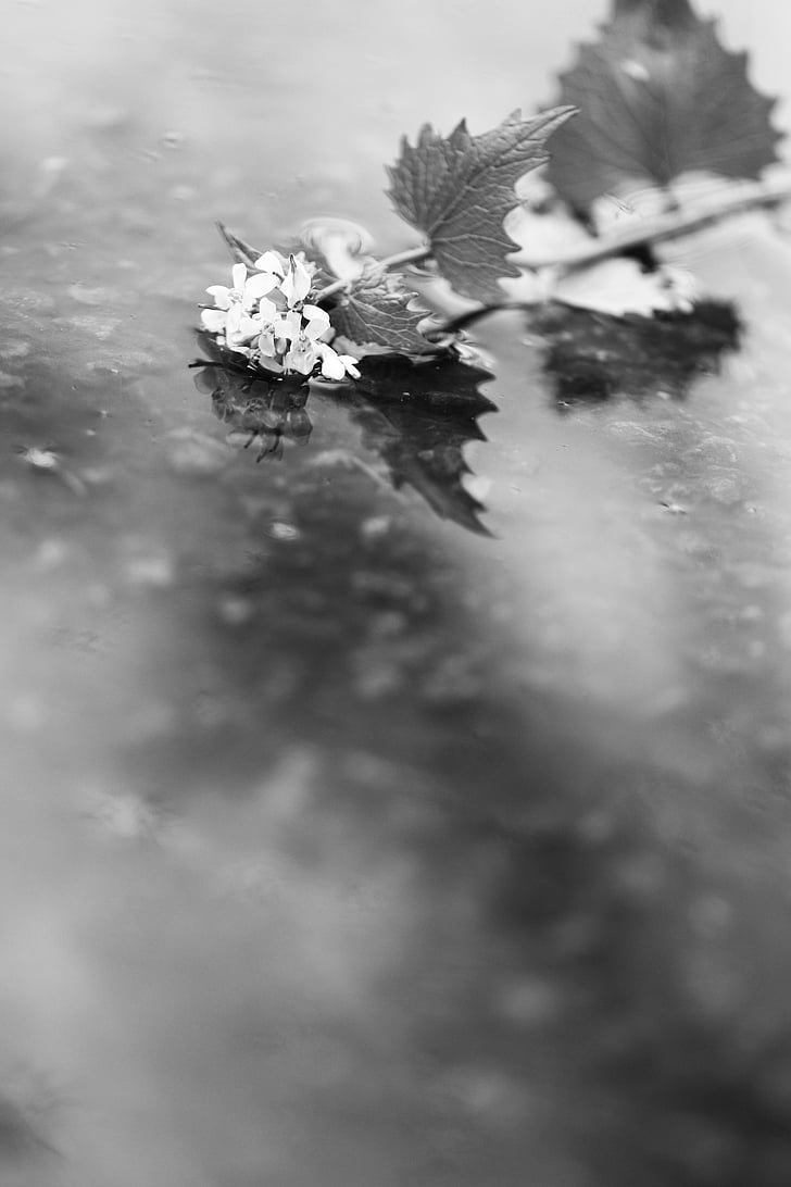 квітка, Весна, дощ, води, Природа, чорно-біла, взимку