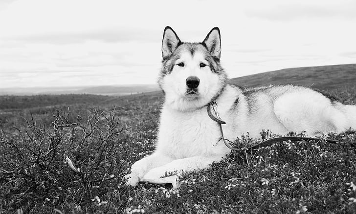 Siberian, Husky, tons de cinza, foto, Alaskan, Malamute, lobo