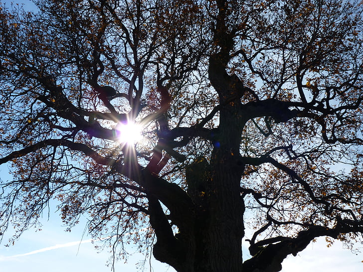 drzewo, Jesienny nastrój, światło, Natura, jesień, estetyczne, oddziały