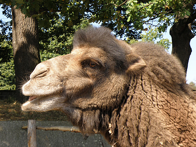 Bactrian camel, wielbłąd, Głowica