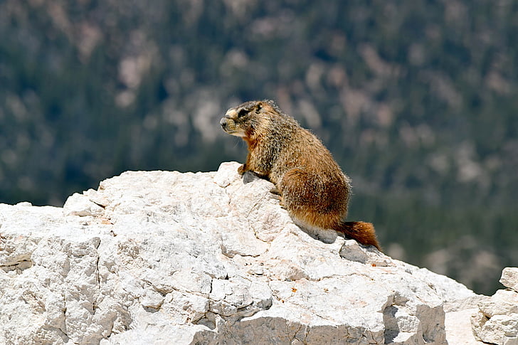 gele bellied marmot, dieren in het wild, natuur, knaagdier, Portret, schattig, bont