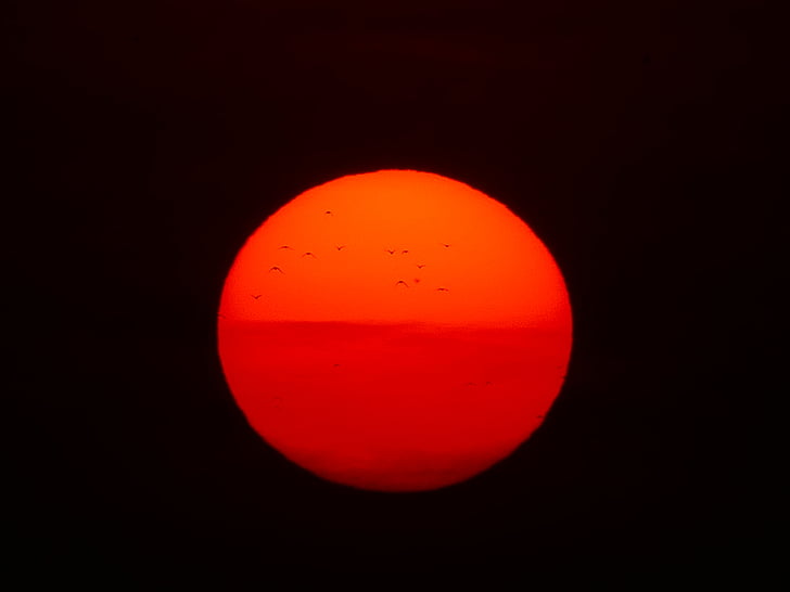 sun, fireball, birds, red, sunset, nature, solar disk