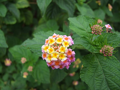 lantana, flower, lantana camara, cluster, pink, yellow, white