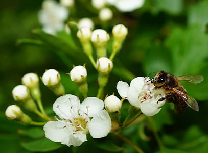 apple blossom, apple tree, bee, pollination, blossom, bloom, white