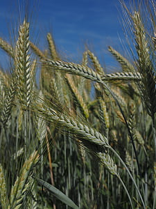 korn, korn fältet, spannmål, fältet, jordbruk, Grain, örat