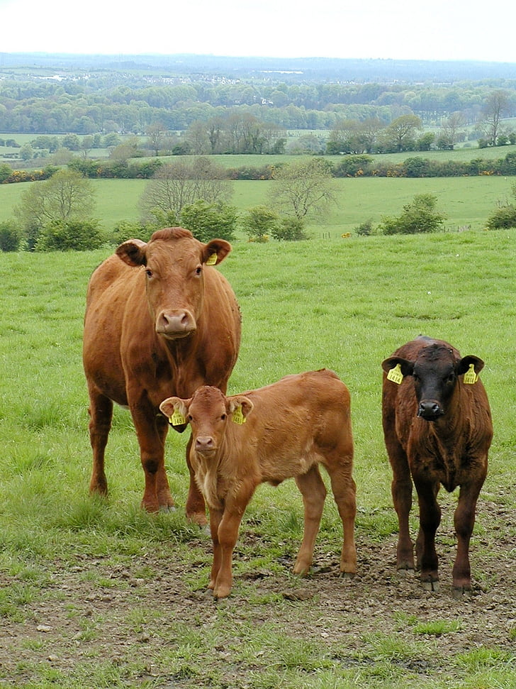 βοοειδή, Γεωργία, αγρόκτημα, ζώο, ζωικό κεφάλαιο, αγροτική, βόειο κρέας