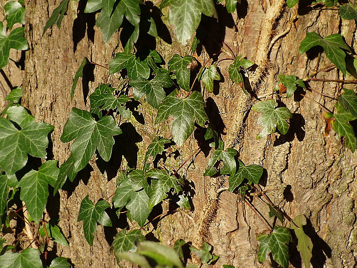 Ivy, pohon, latar belakang, log, pendaki, alam, kulit