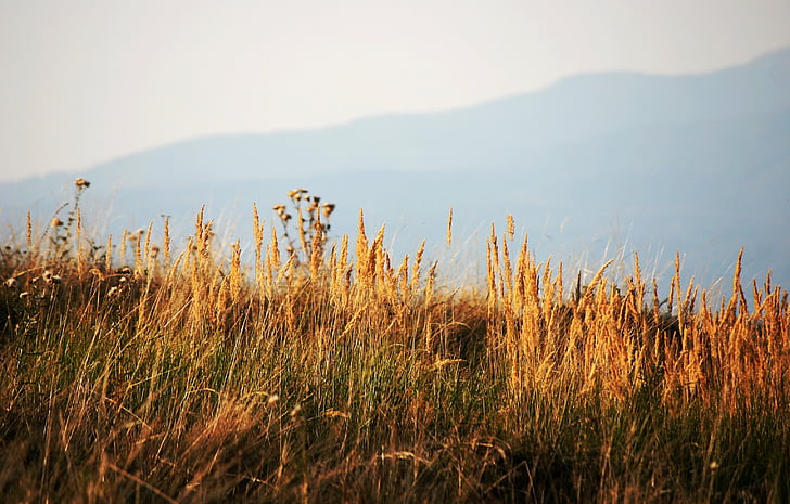 travnik, suha trava, jeseni, narave