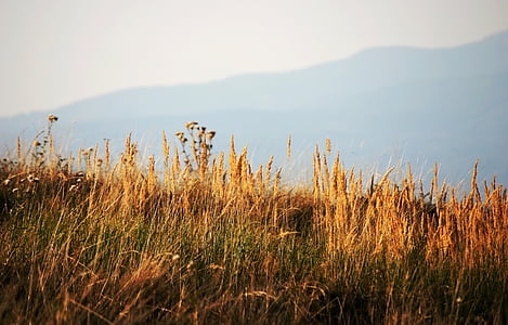 Луг, сухая трава, Осень, Природа