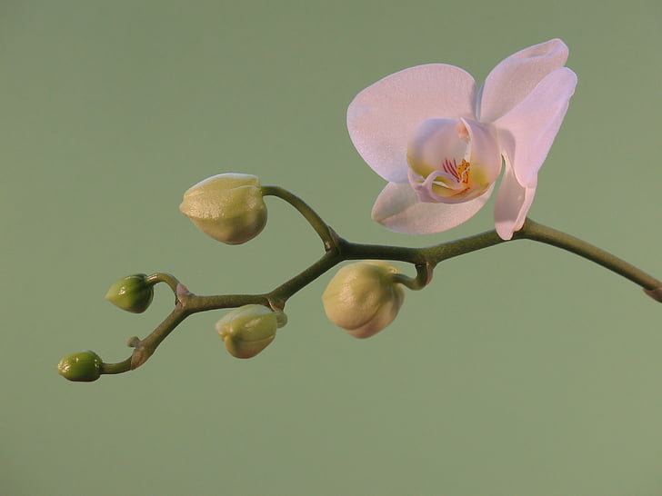 blomst, anlegget, Orchis, natur