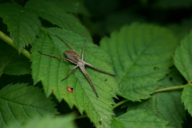lijst spin, Pisaura mirabilis, Predator spinnen, Kraamwebspinnen (Pisauridae), spin, natuur, sluiten