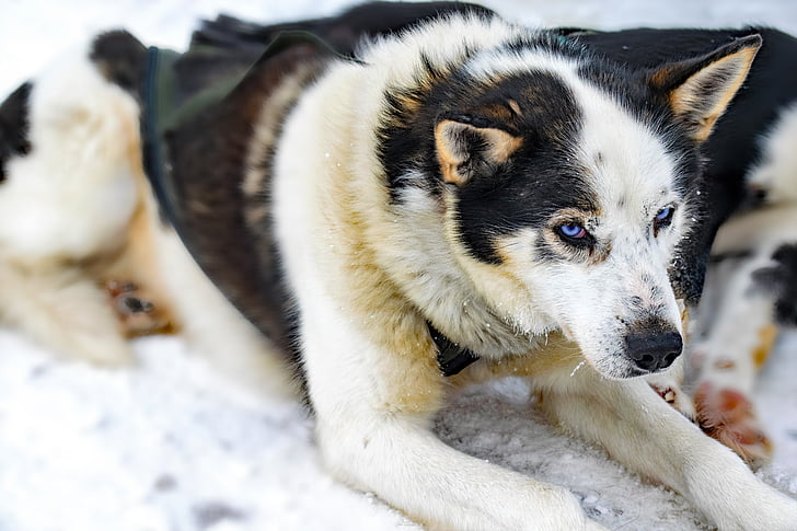 Husky, Lapland, honden, Huskies, Finland, sled dog race, Musher