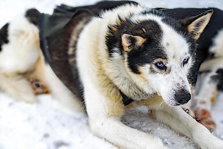 haskis, Laplandija, šunys, Huskies, Suomija, motociklas šunų lenktynės, musher