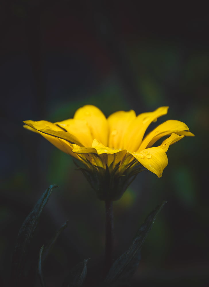 gelb, Blume, Closeup, Foto, Nepal, Tau, Blütenblatt