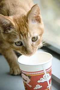 kedi, içecek su, gözler, Evcil hayvan, zencefil, Kitty