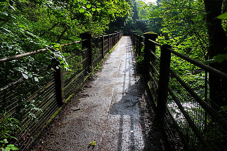 Bridge, Thiên nhiên, màu xanh lá cây, tự nhiên, gỗ, cây, tán lá