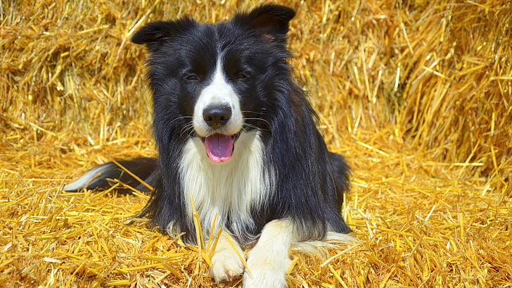 hund, grænsen, britiske fårehund, Pet, purebred hund, kæledyr, grænsen collie
