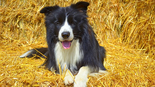 šuo, sienos, Britų aviganis, naminių gyvūnėlių, grynaveislių šunų, augintiniai, Borderkolis