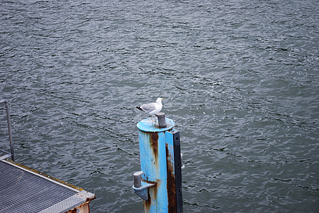 air, Seagull, Laut Baltik, burung