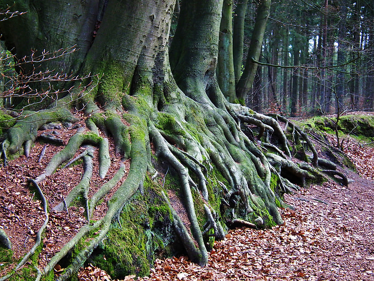 drvo, korijen, šuma, priroda, mahovina, ostalo, sila