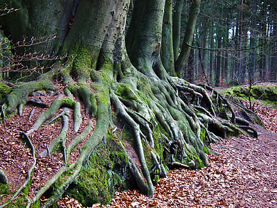 puu, juur, metsa, loodus, Moss, ülejäänud, jõu