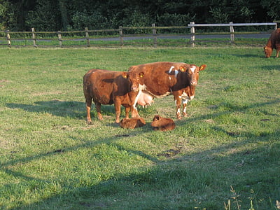 bestiame, mucche, vitello, vitelli, bestiame, campo, erba