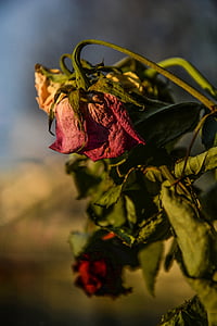 roses, dry, dead, old, flower, nature, dried