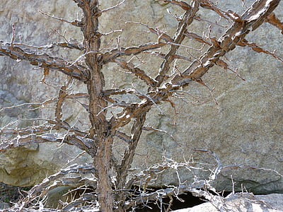 rama, árbol, naturaleza, árbol viejo, Roche, Fondo, contraste
