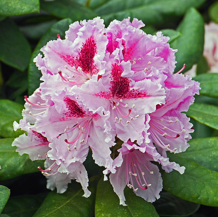 Rhododendron, cvet, cvet, pleme, plemenite sorte, pomlad, dvojno cvet