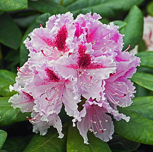 Rhododendron, zieds, Bloom, selekcijas, dārgo šķirnes, Pavasaris, divkāršs flower