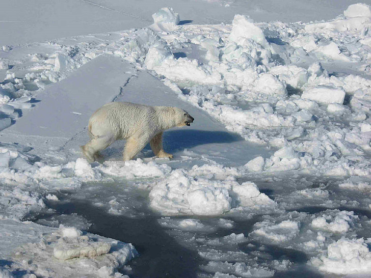 medve, Polar, jég, úszó, Északi-sark, fehér, hideg