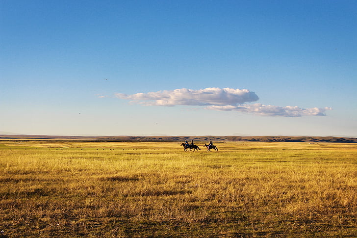 horseback riding, prairie, the vast, landscape, nature, animal, outdoors