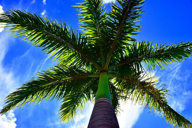 palm tree, blue sky, palm, blue, sky